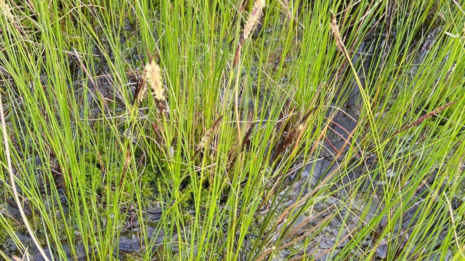 Grass-like plants called sedge in water
