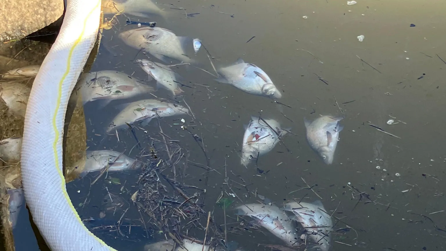 ‘Descorazonador’: 1.000 peces encontrados moribundos en un canal