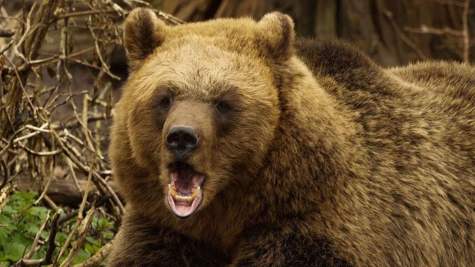 A European brown bear yawns showing its teeth at Bear Wood at the Bristol Zoo Project