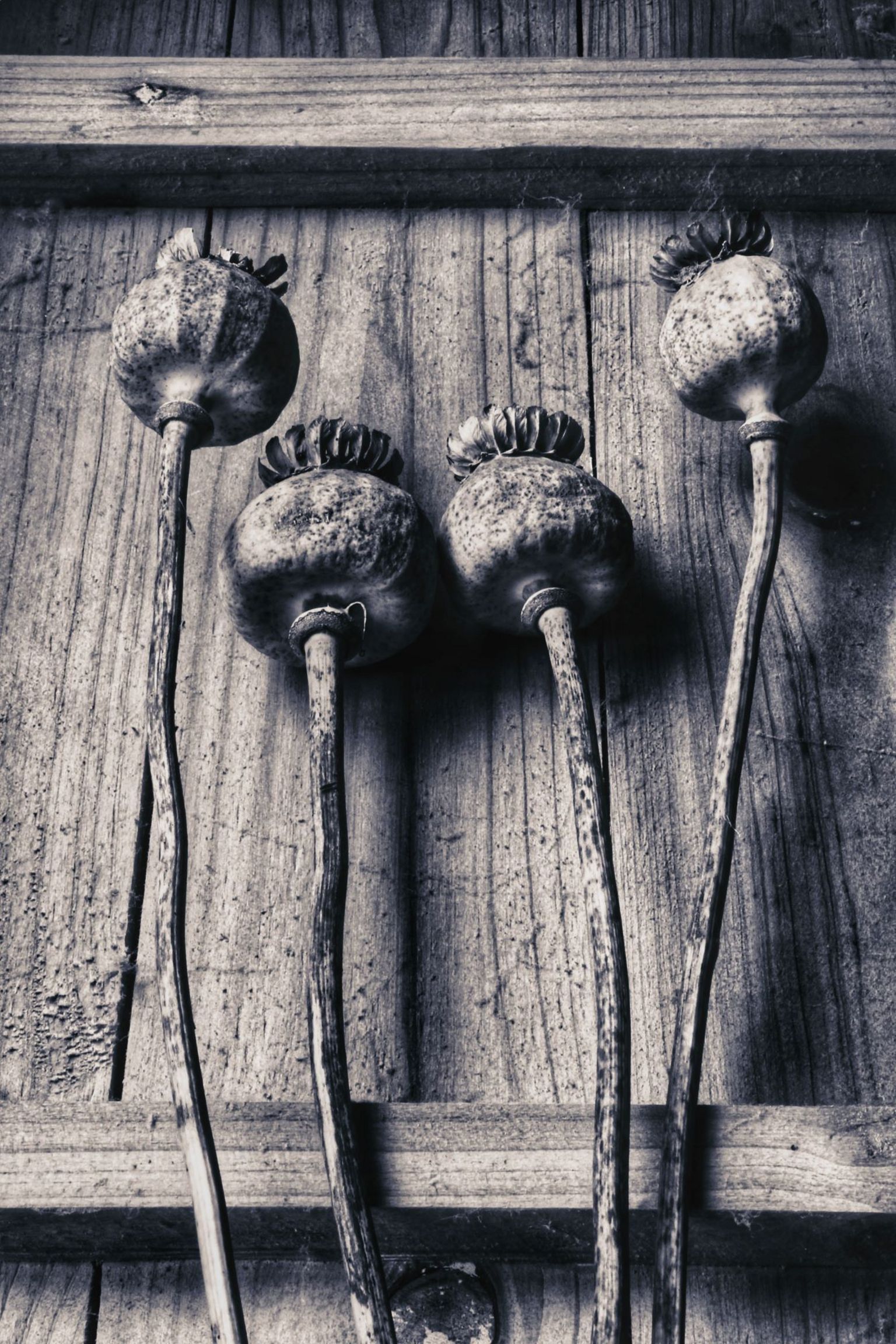 A black and white picture of four dried poppy heads against a wooden fence