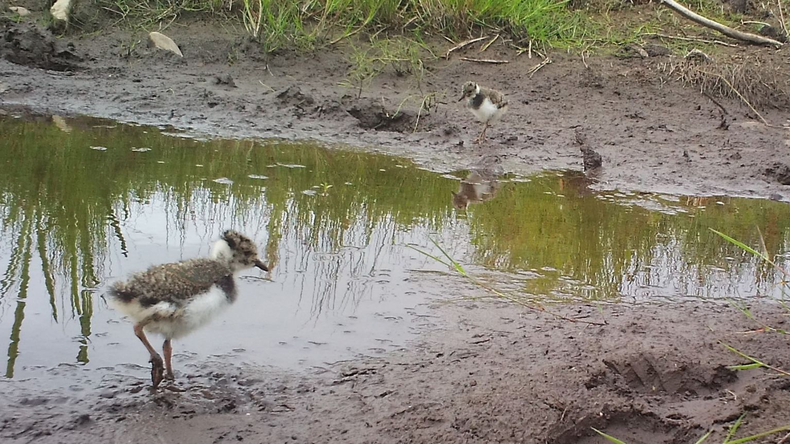 Two fluffy grey and white chicks walking through the mud next to a small boy of water