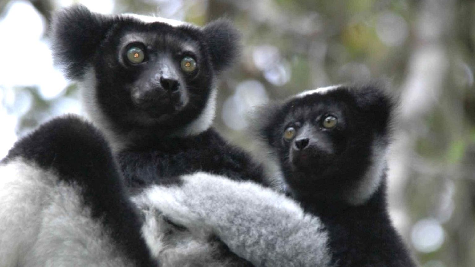Indri lemur and baby