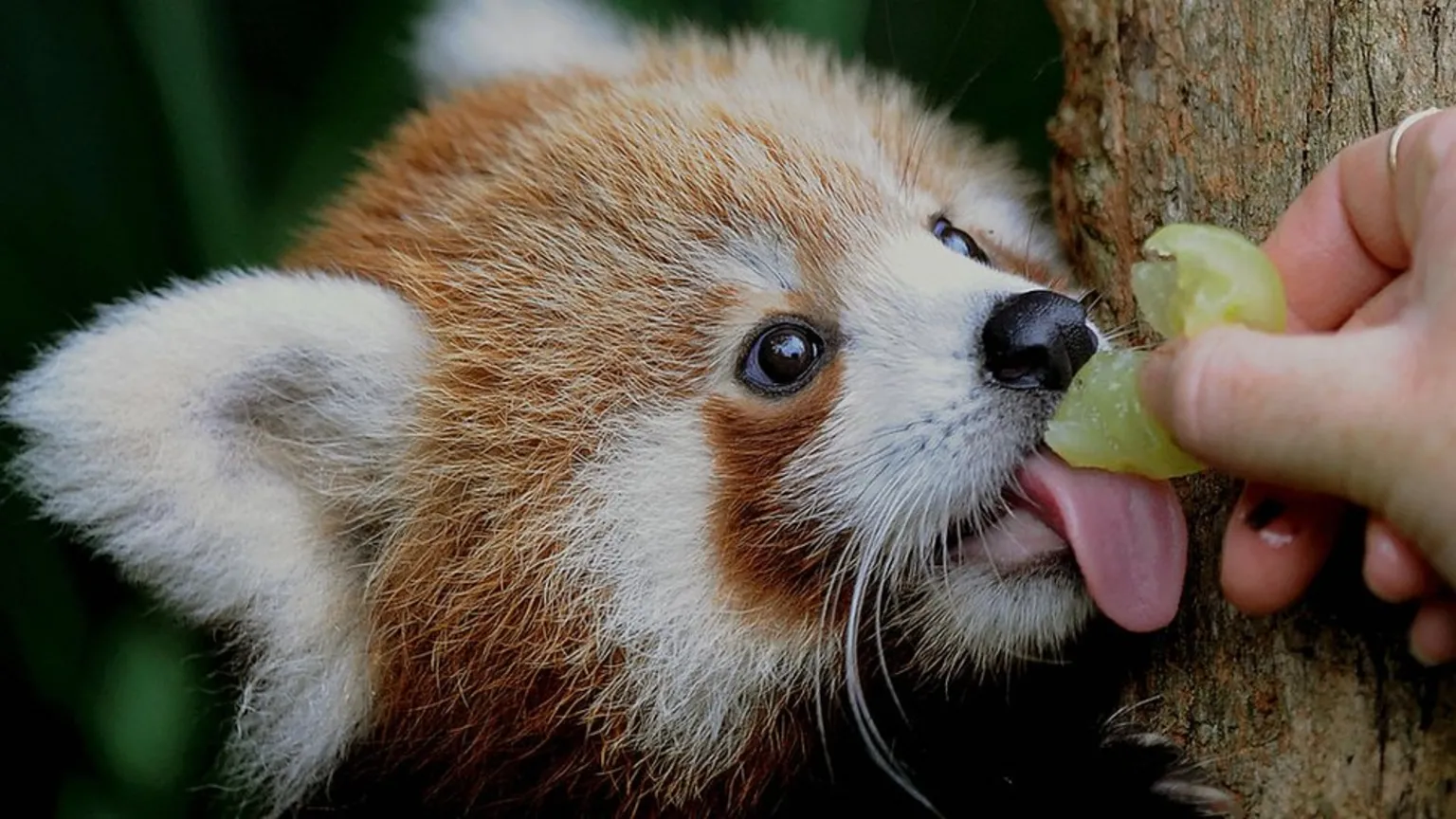 Getty Images of a Red panda