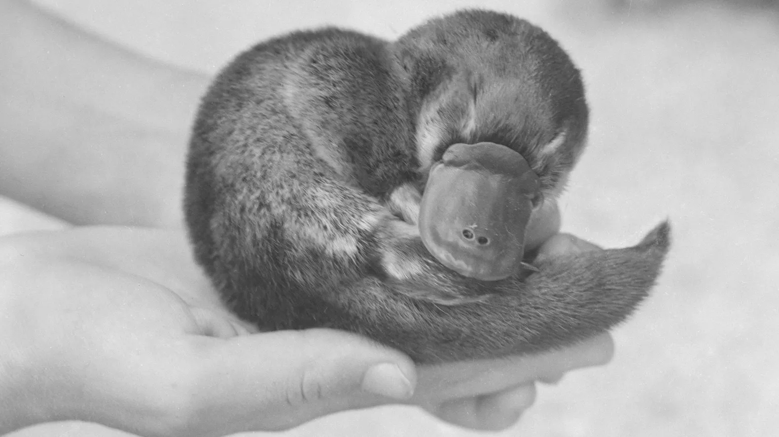 The mystery of Winston Churchill's dead platypus was unsolved, until now