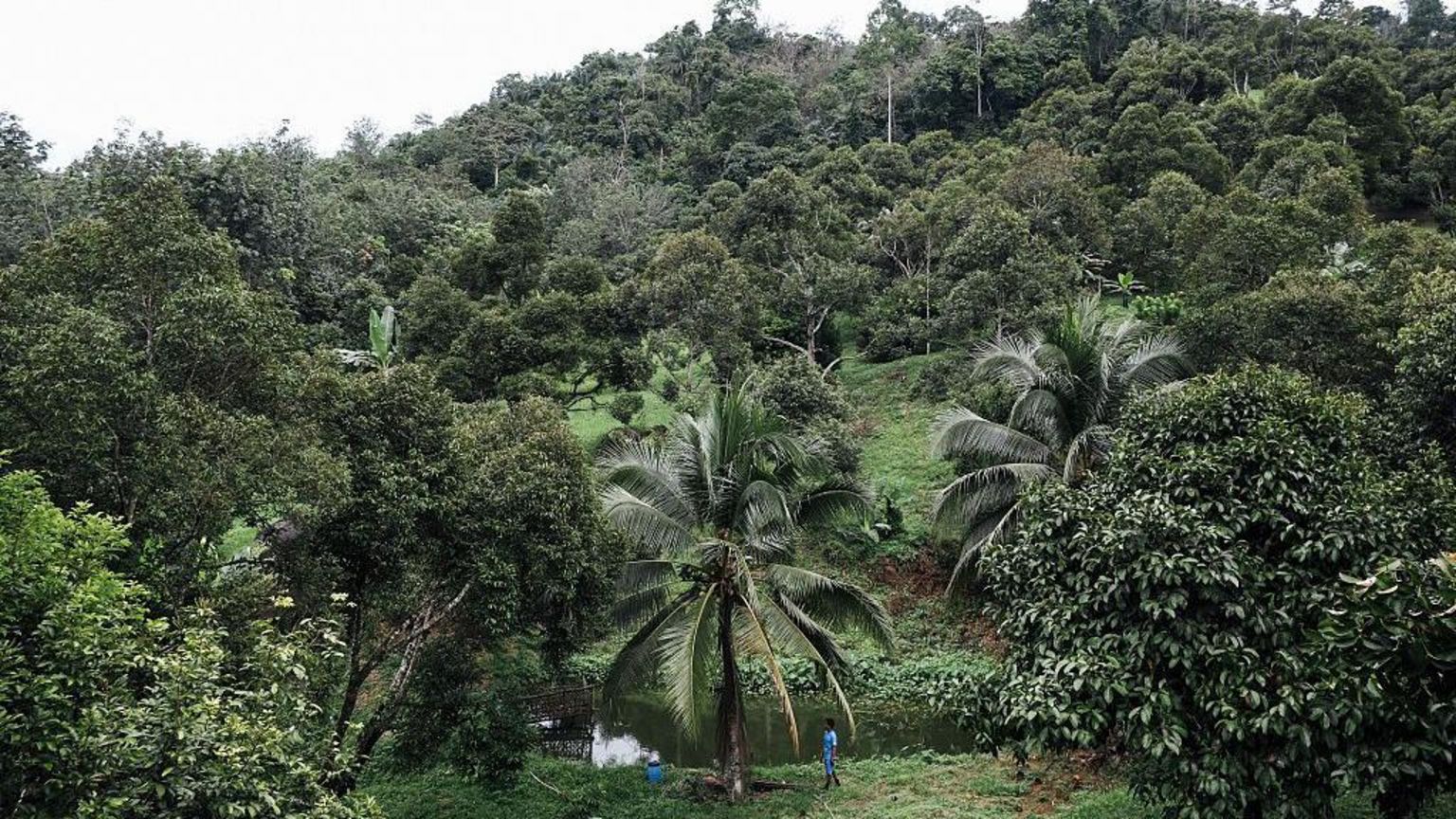 种植在丘陵地带的绿色榴梿树与棕榈树的远景