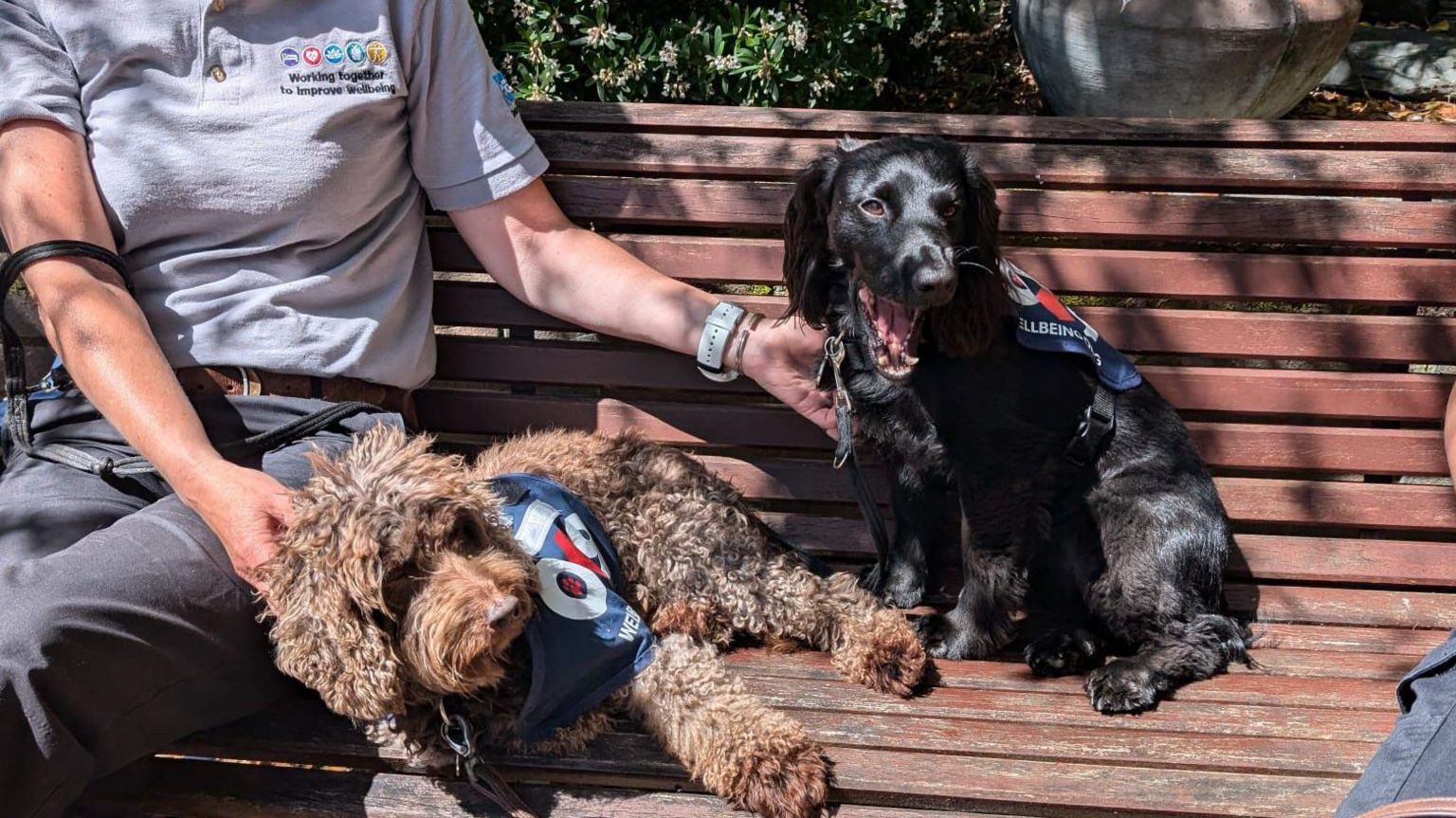 Two police therapy dogs wearing OK9 vests.