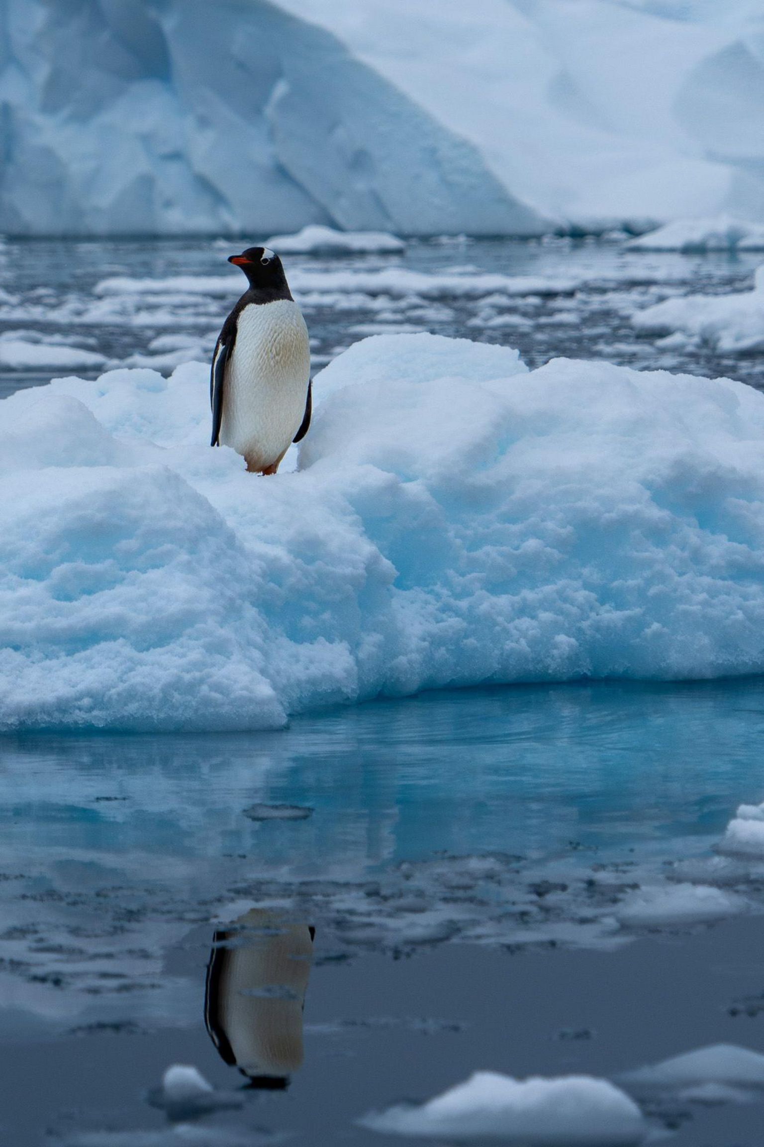 A penguin stands on an ice floe in Antarctica