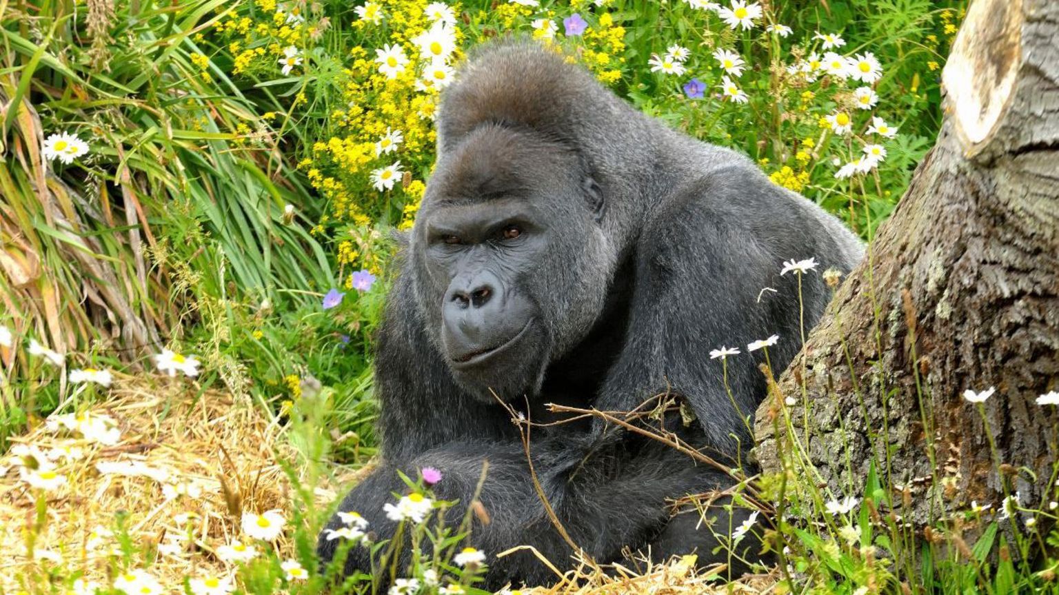 A gorilla sitting among grass beside a tree. He is looking at the camera and appears to be smirking. There are lots of flowers in the background