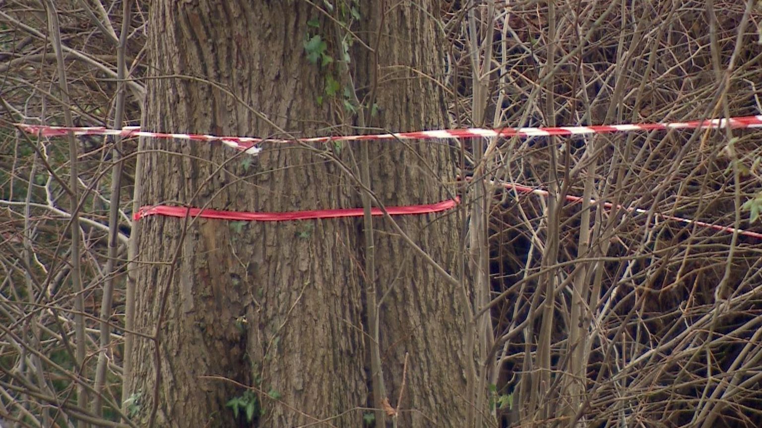 Trees with tape around them in Poynton, Cheshire
