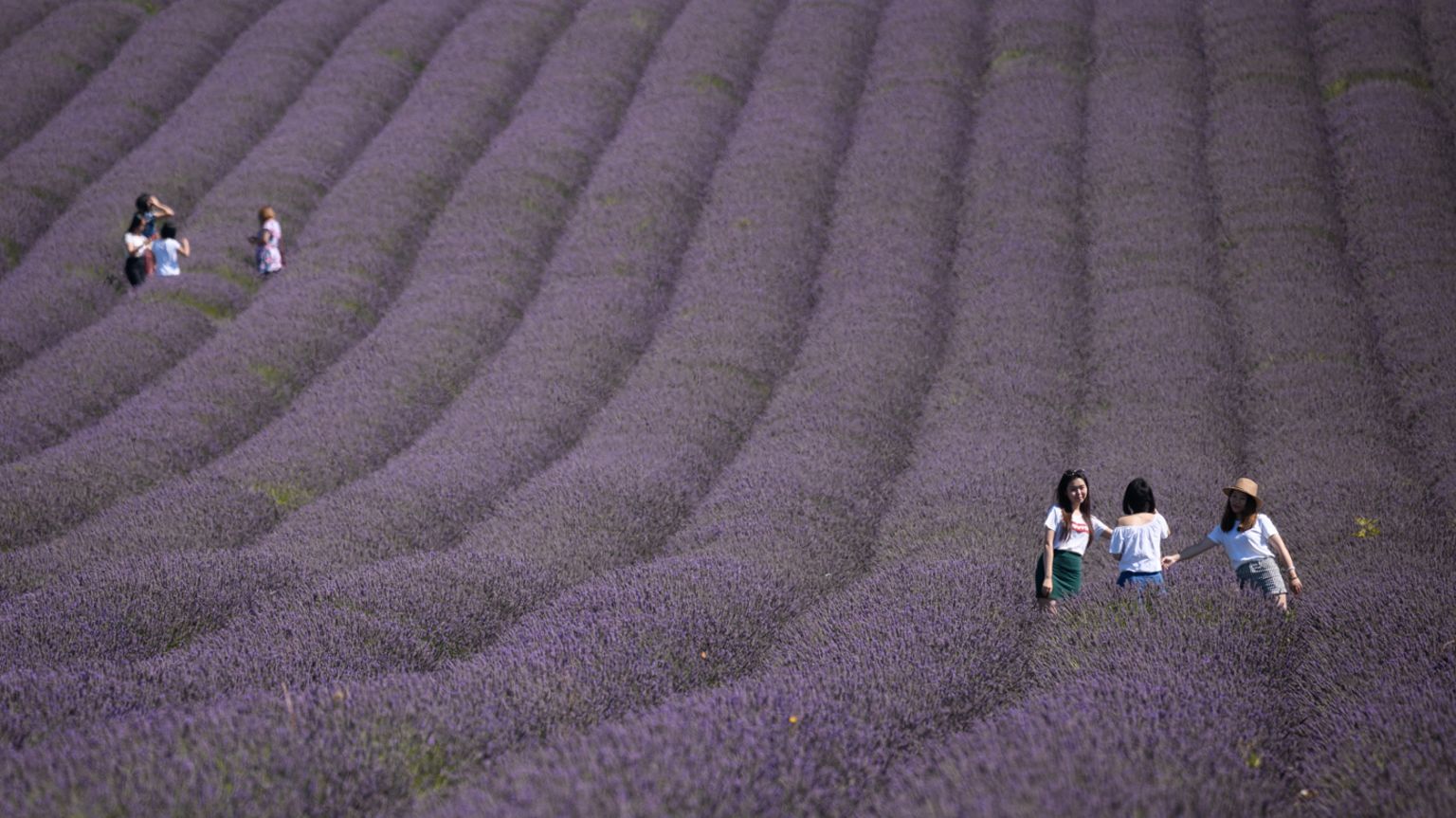 Hitchin Lavender