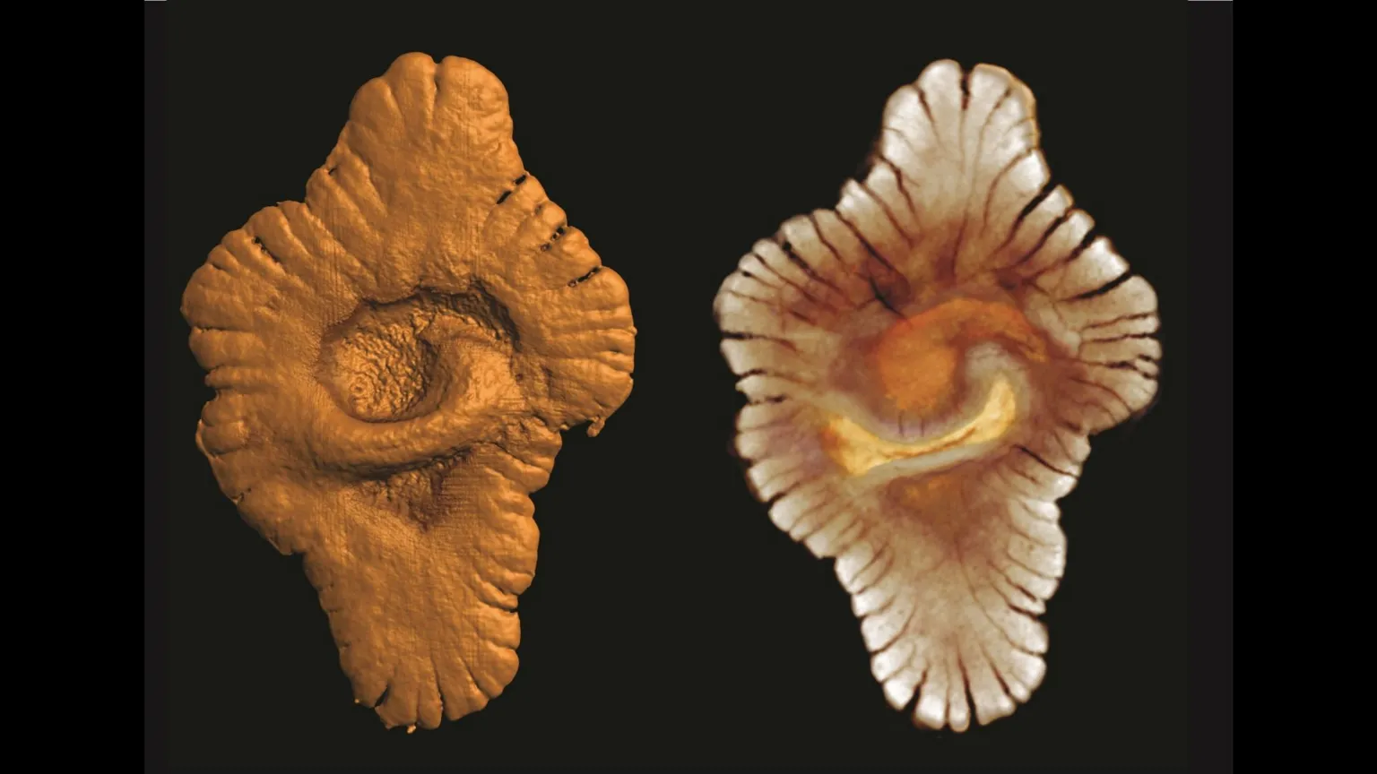 Complex life on Earth may be much older than thought (bbc.com)