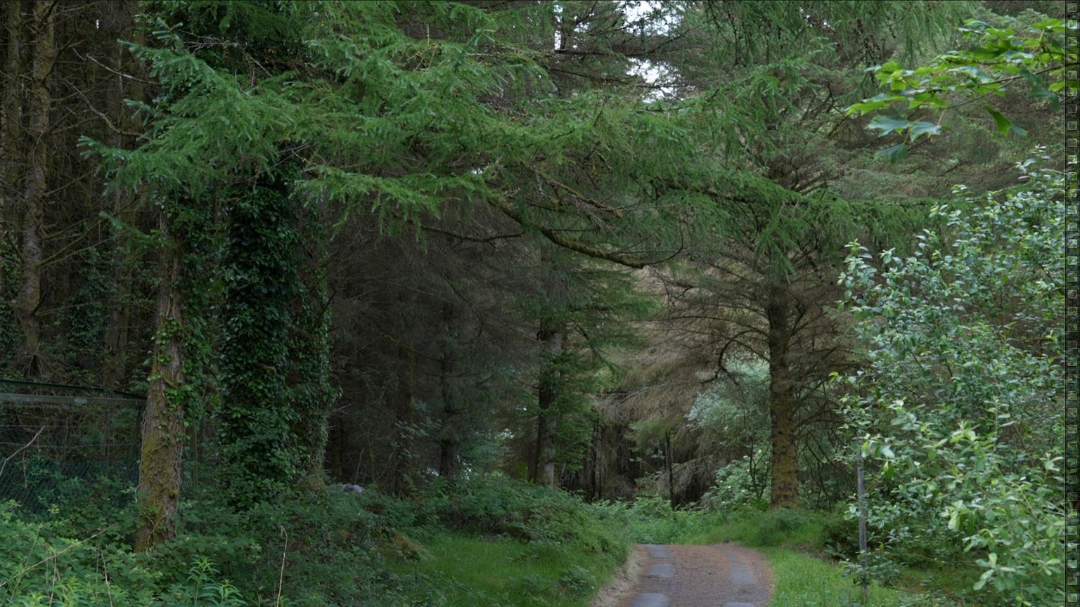 Mature woodland at Parc y Bwlch forestry on Moel y Ci near Bangor, Gwynedd
