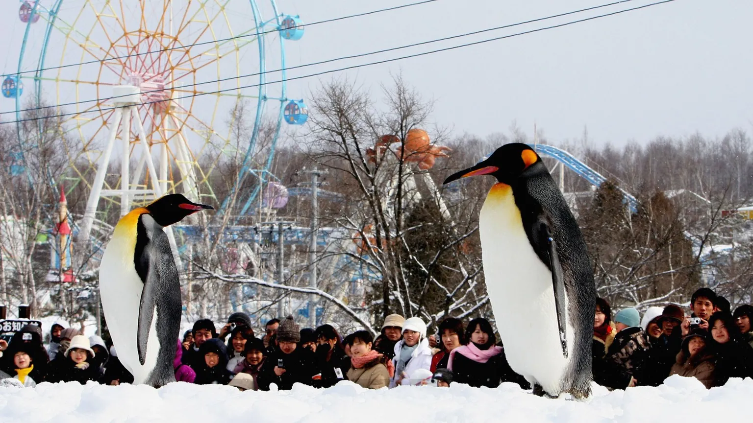 Pracownik zoo w Asahikawie przyznał się do pozbycia ciała żony w piecu do kremacji zwierząt — image 2