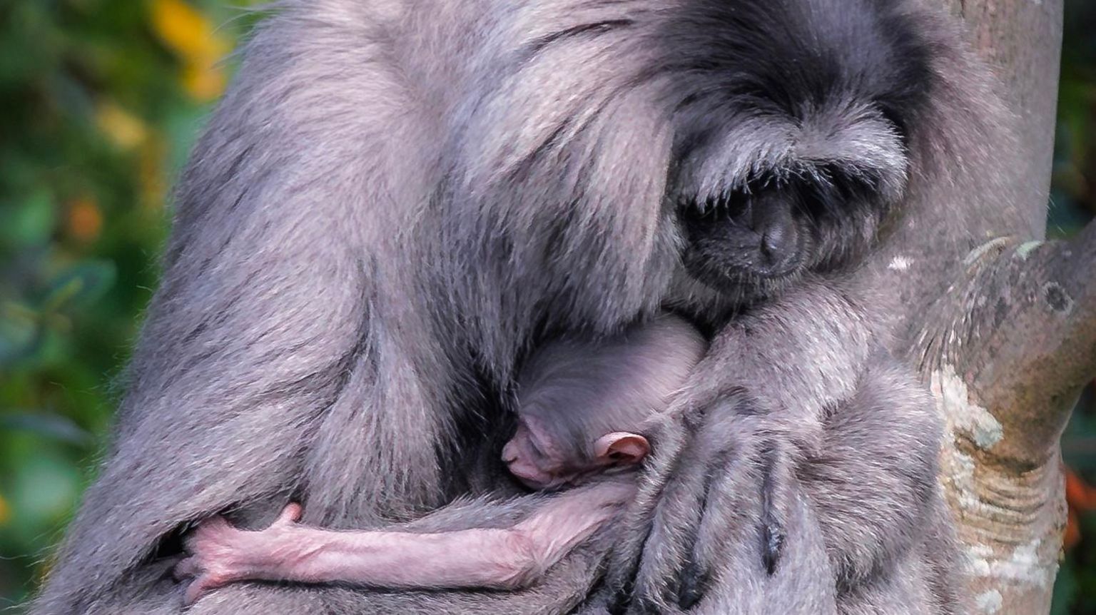Baby silvery gibbon with its mother