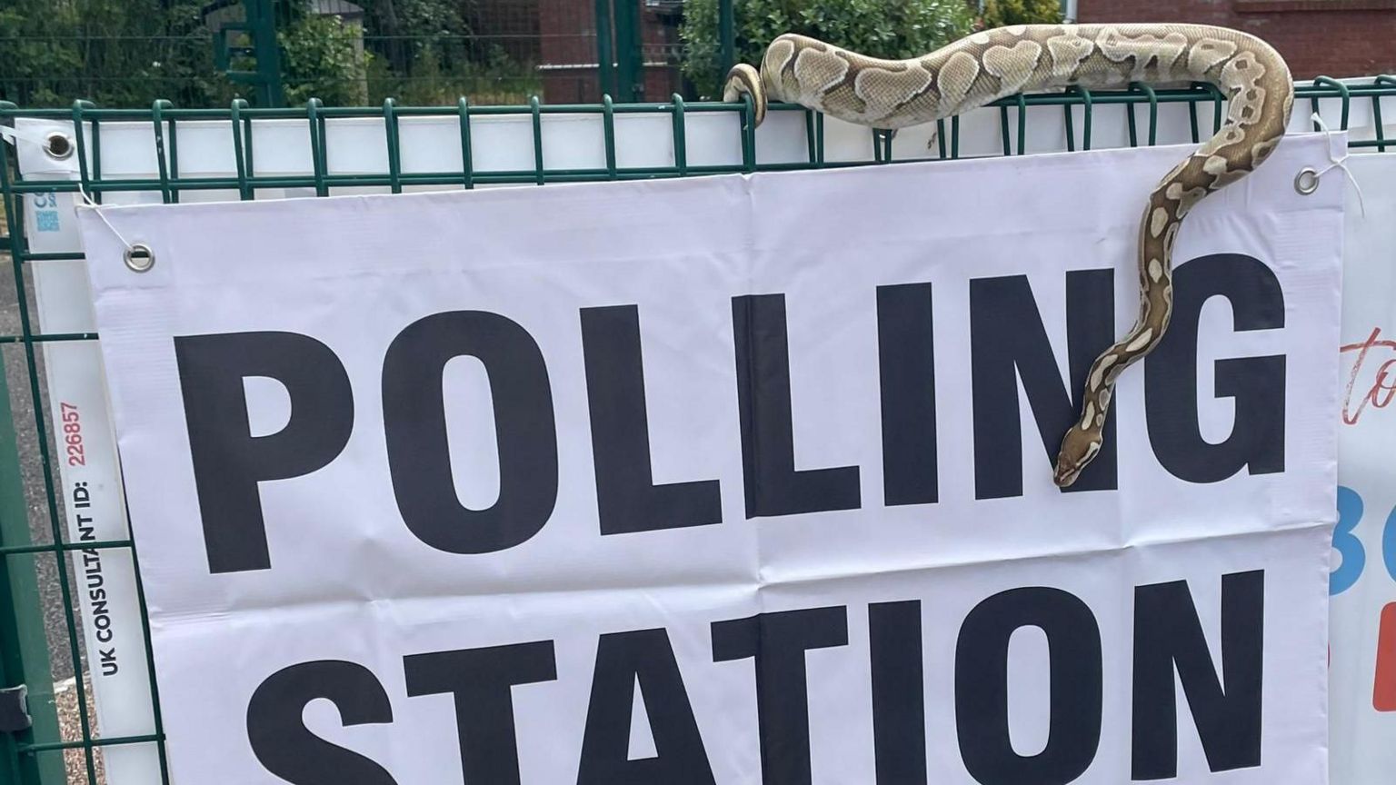 A snake on top of a green fence which has a sign attached that says "polling station"