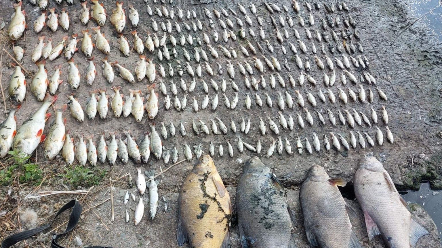 Rows of dead fish of different sizes on the ground