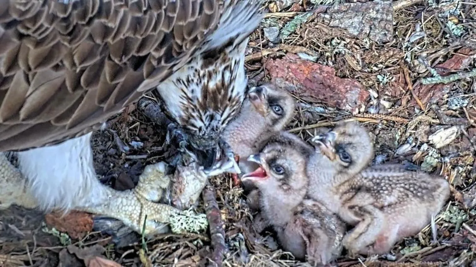 Glaslyn Wildlife Three osprey chicks. They are almost featherless. They are with an adult bird which may be feeding them. They are in a nest made of wood and other vegetation