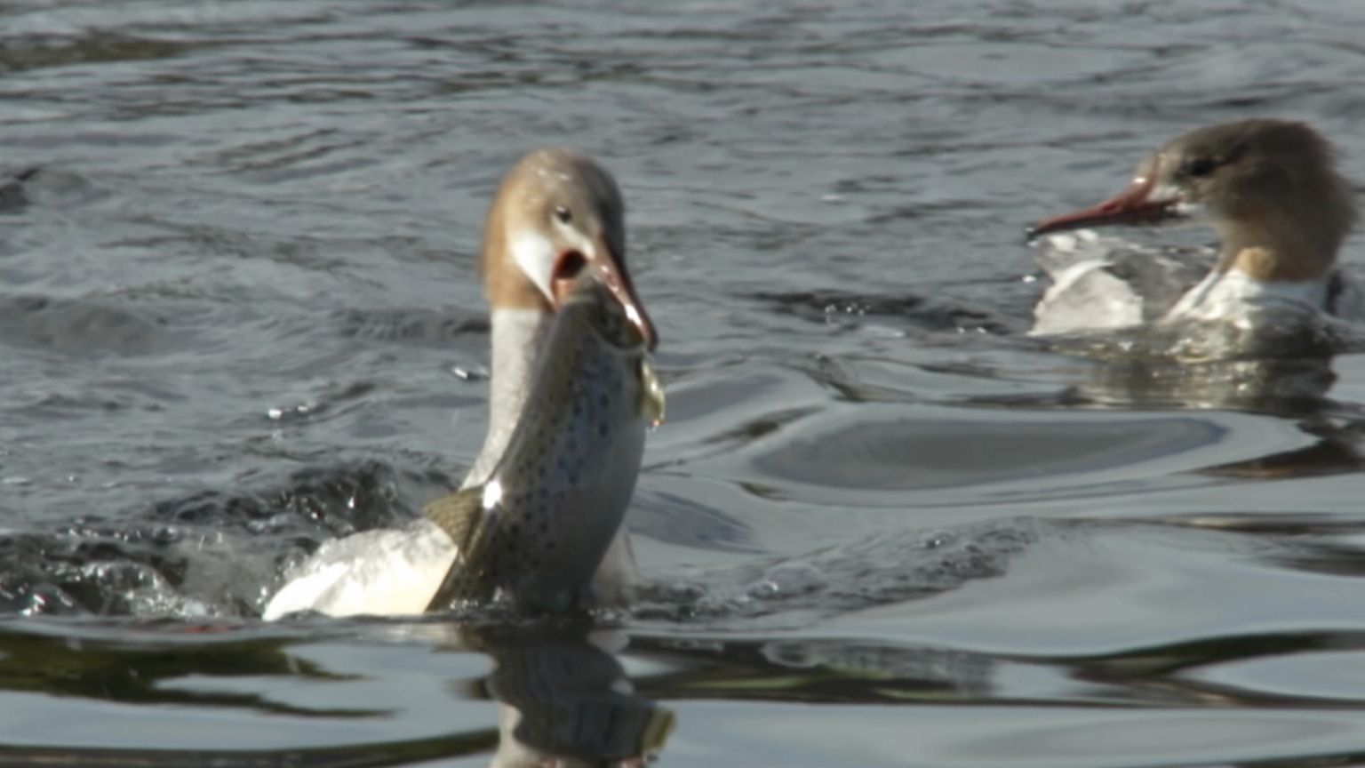 A goosander duck tries to capture a trout