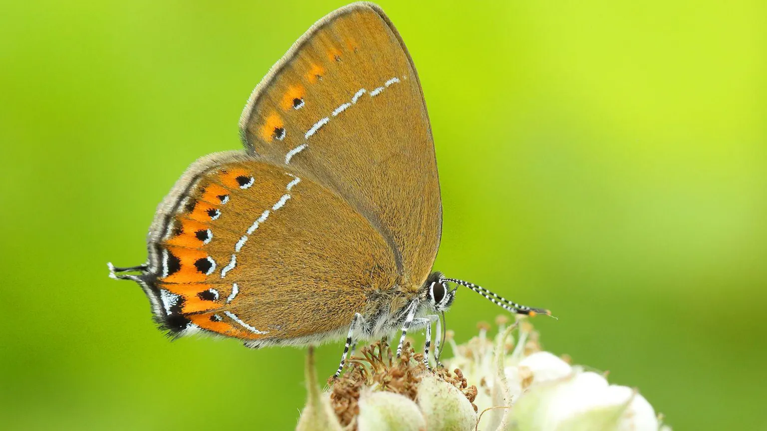 Iain H Leach A butterfly with light brown wings with orange stripes on the tip of the wing. It is standing on a white flower.