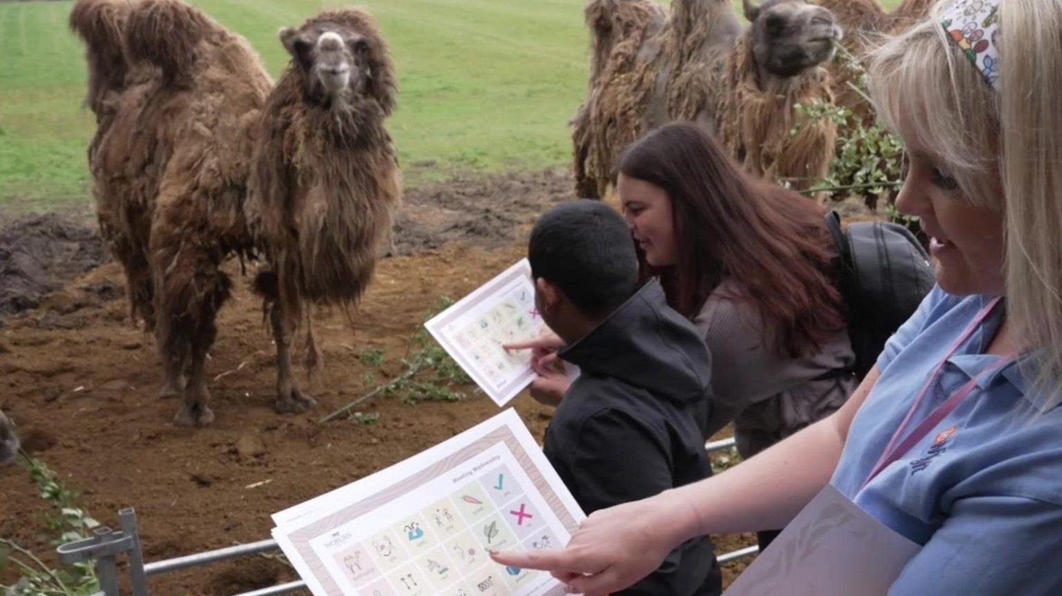 Children feeding camels at the zoo and using the resources