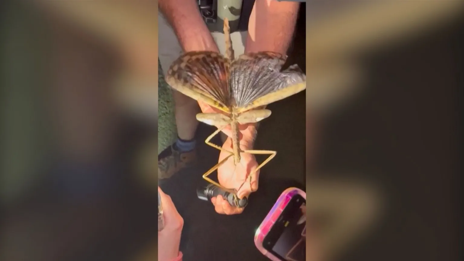 Watch: Huge stick insect discovered in Australia