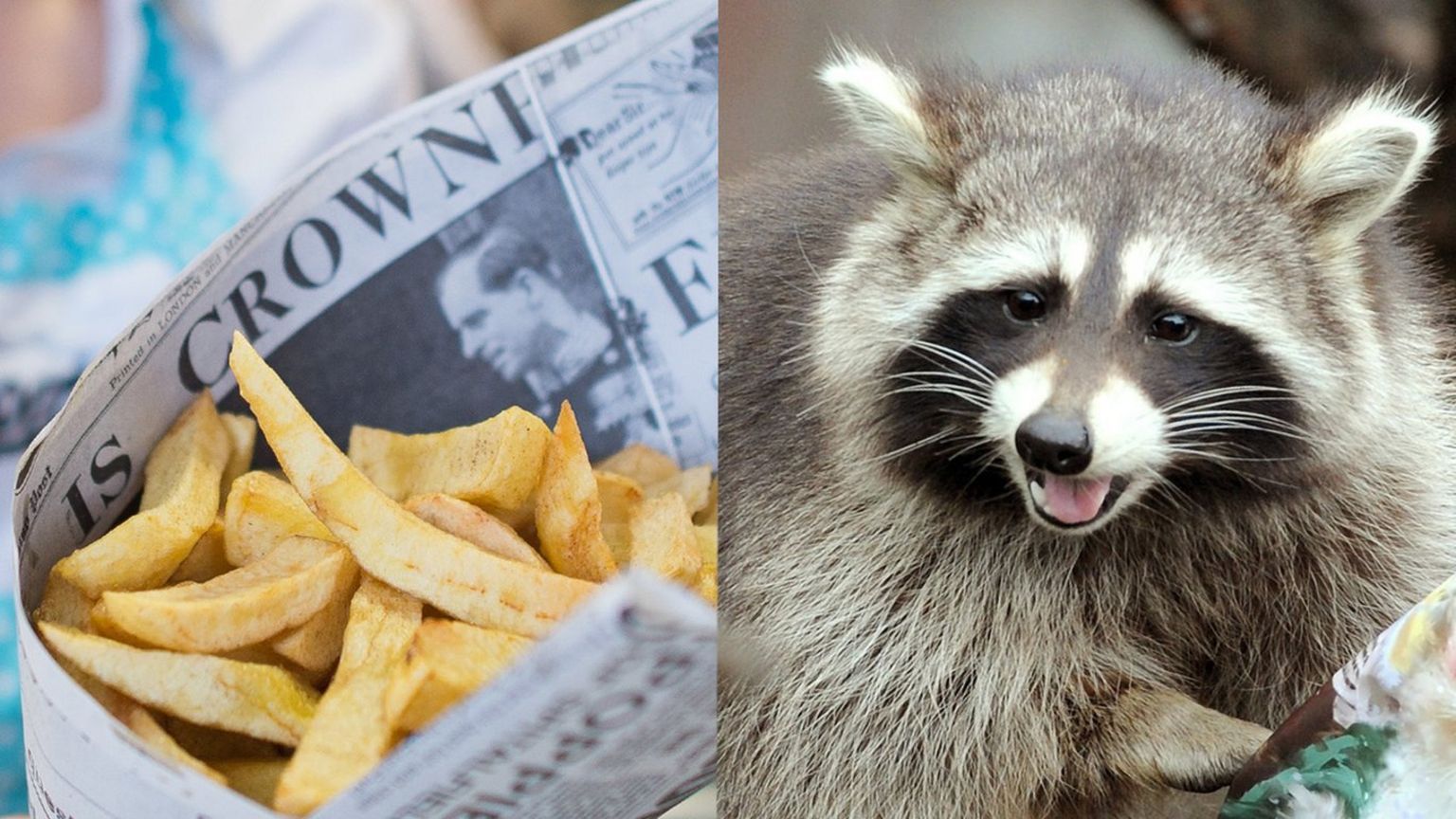 Chips wrapped in newspaper and a raccoon.