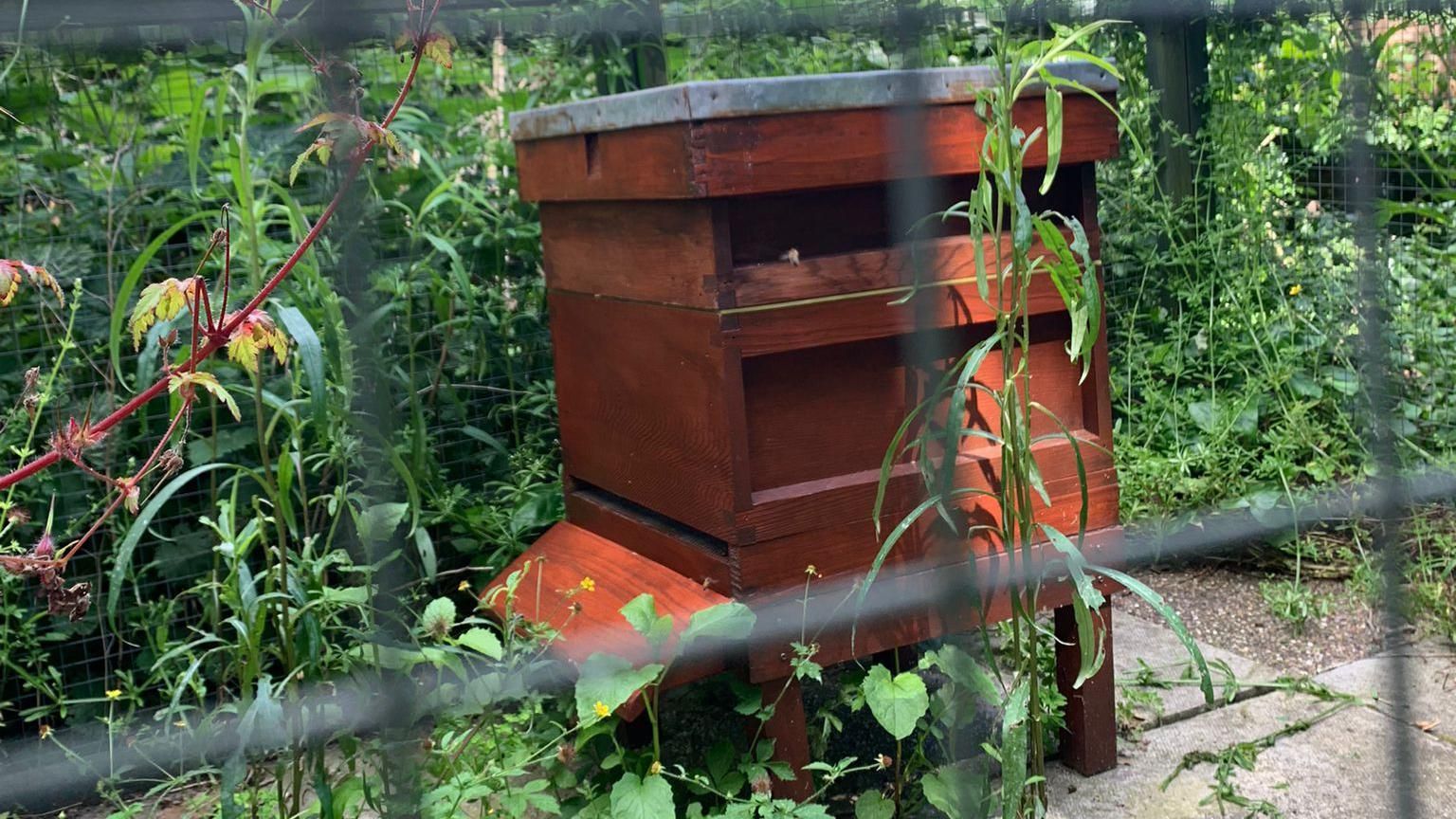 A wooden beehive at Spitalfields City Farm, behind a metal fence