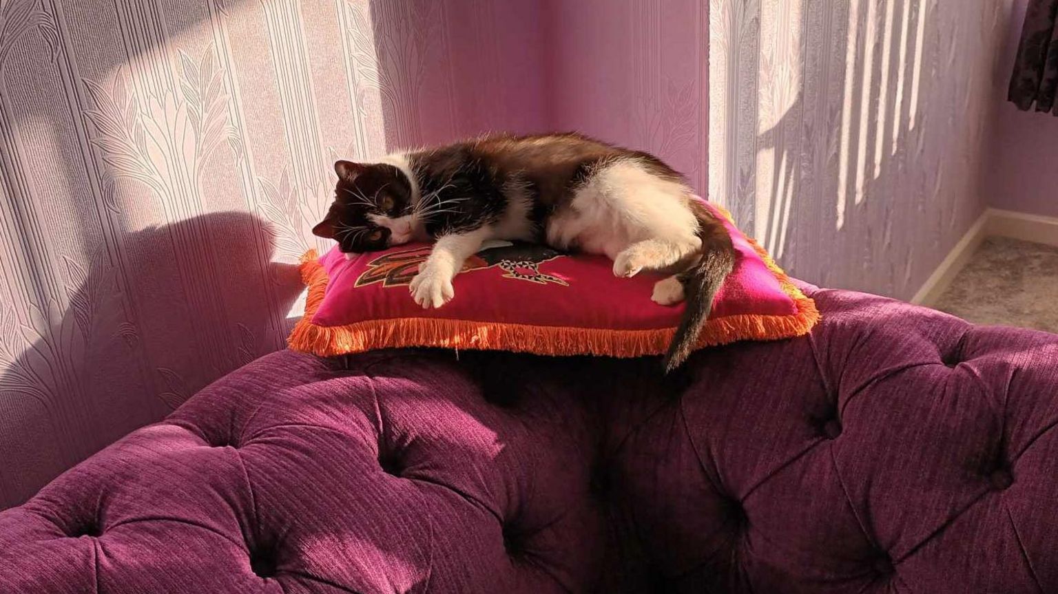 Sarina the cat lying on a cushion balanced on the edge of a sofa