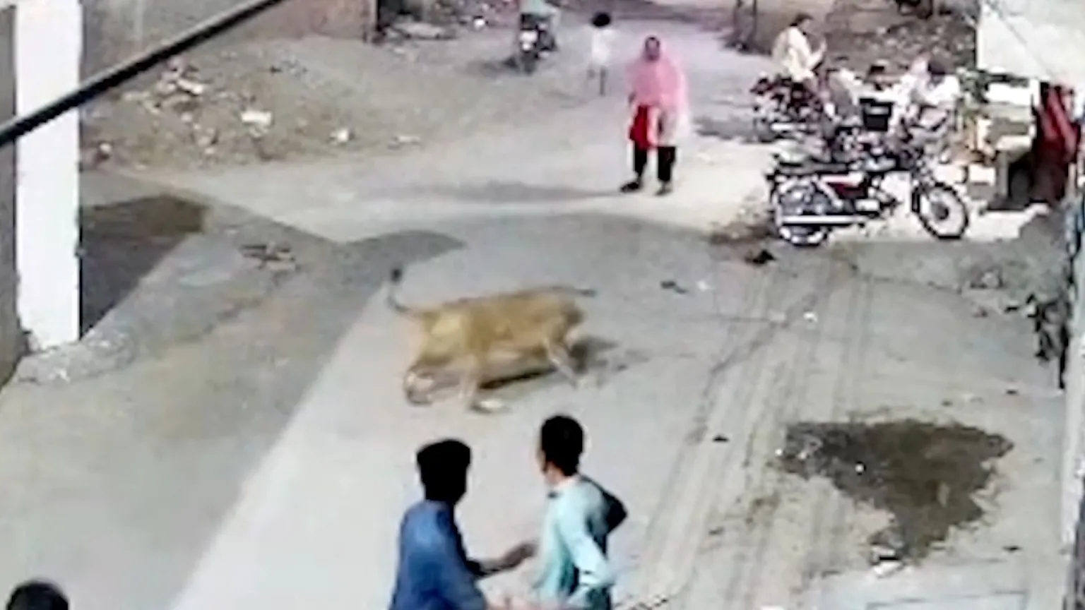 Watch: Moment pet lion pounces on woman in street