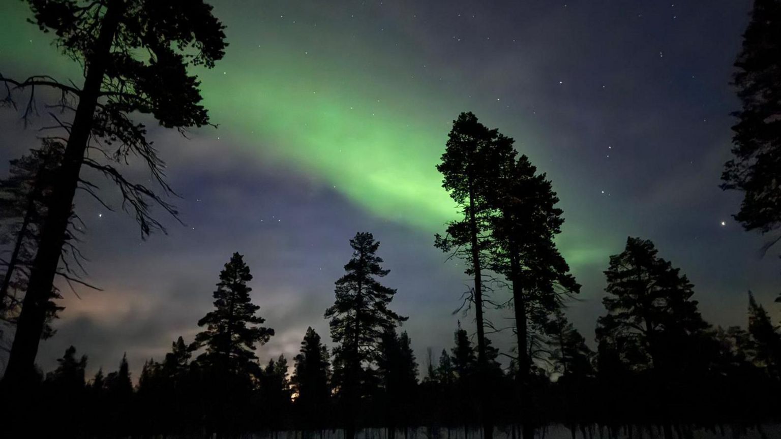 Blue and green streaks of the Northern Lights visible in the night sky above a forest
