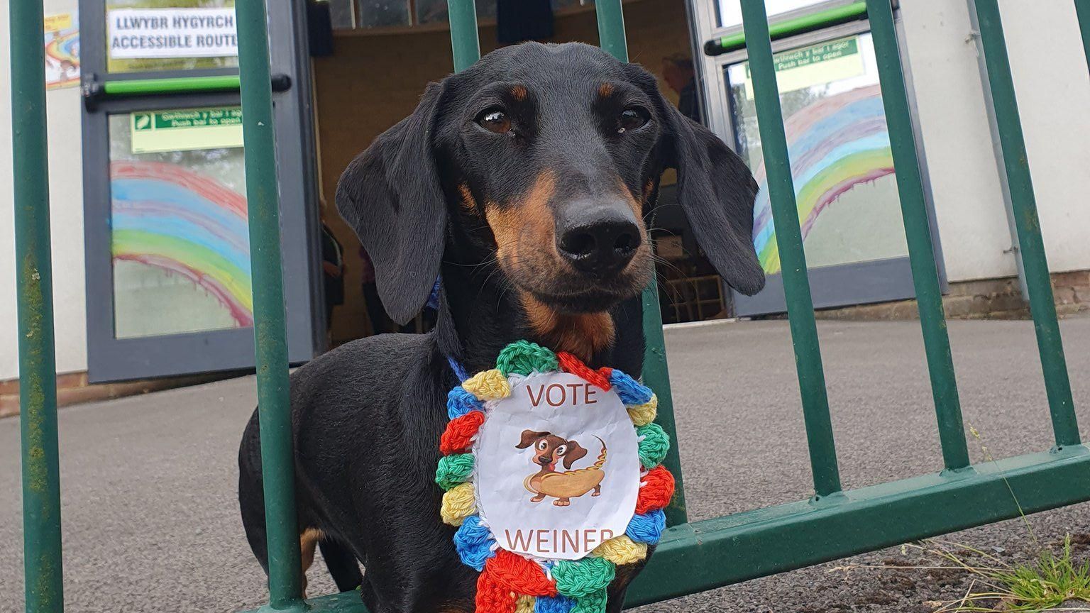 A small little dachshund wearing a knitted multicoloured badge with a cartoon picture of a dog and the words 'Vote Weiner' 