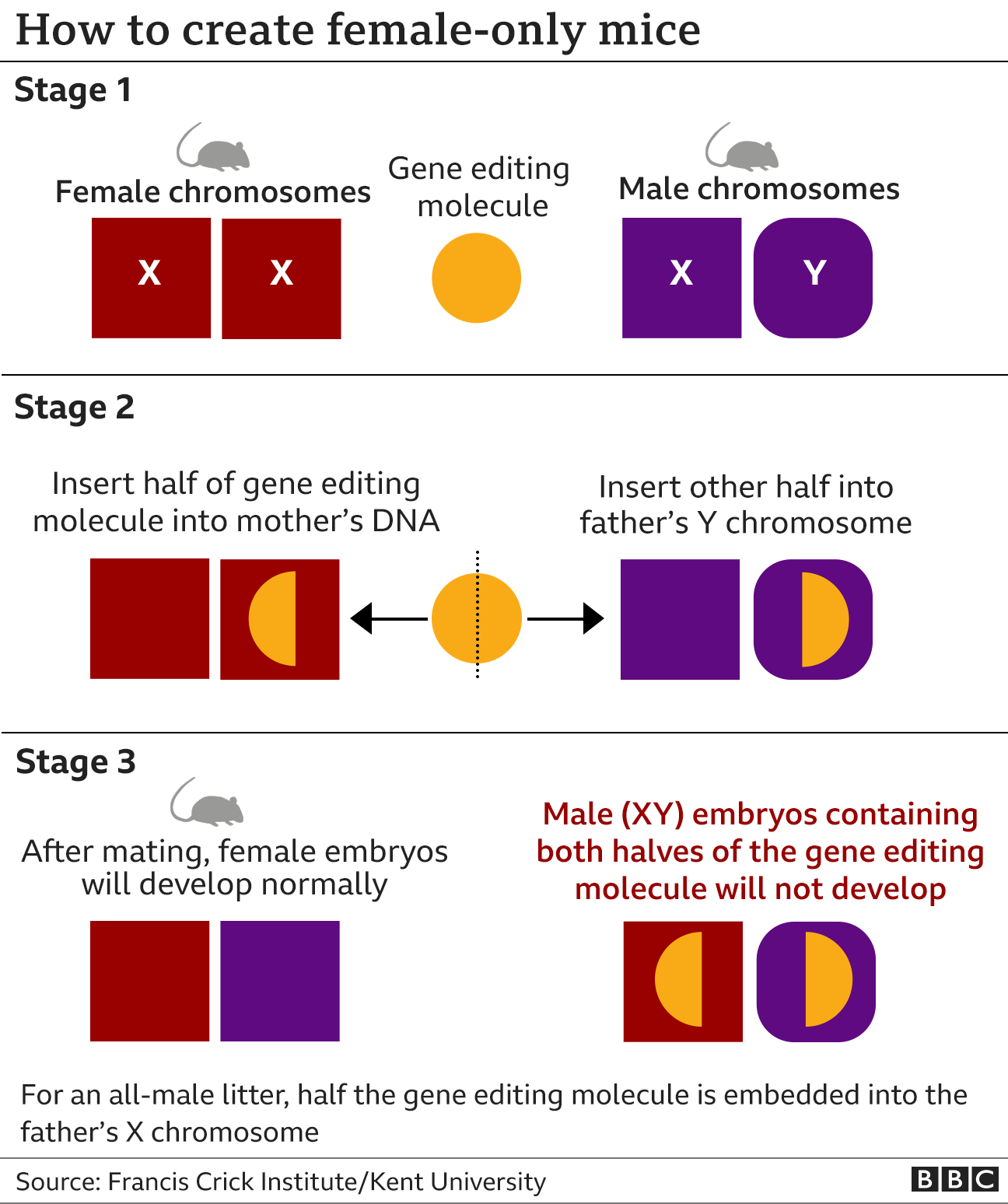 Graphic showing how the gene editing technique works to produce embryos that only develop into female mice