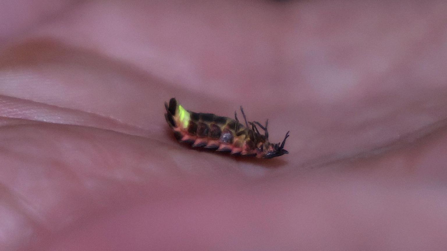 A glow worm on a person's palm