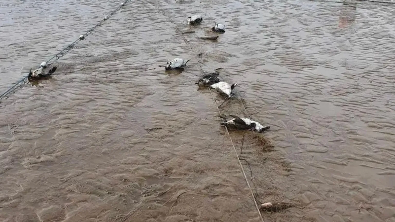 Whitby Wildlife Sanctuary A number of dead seabirds, coloured black and white, attached to netting on a wet, sandy brown beach.