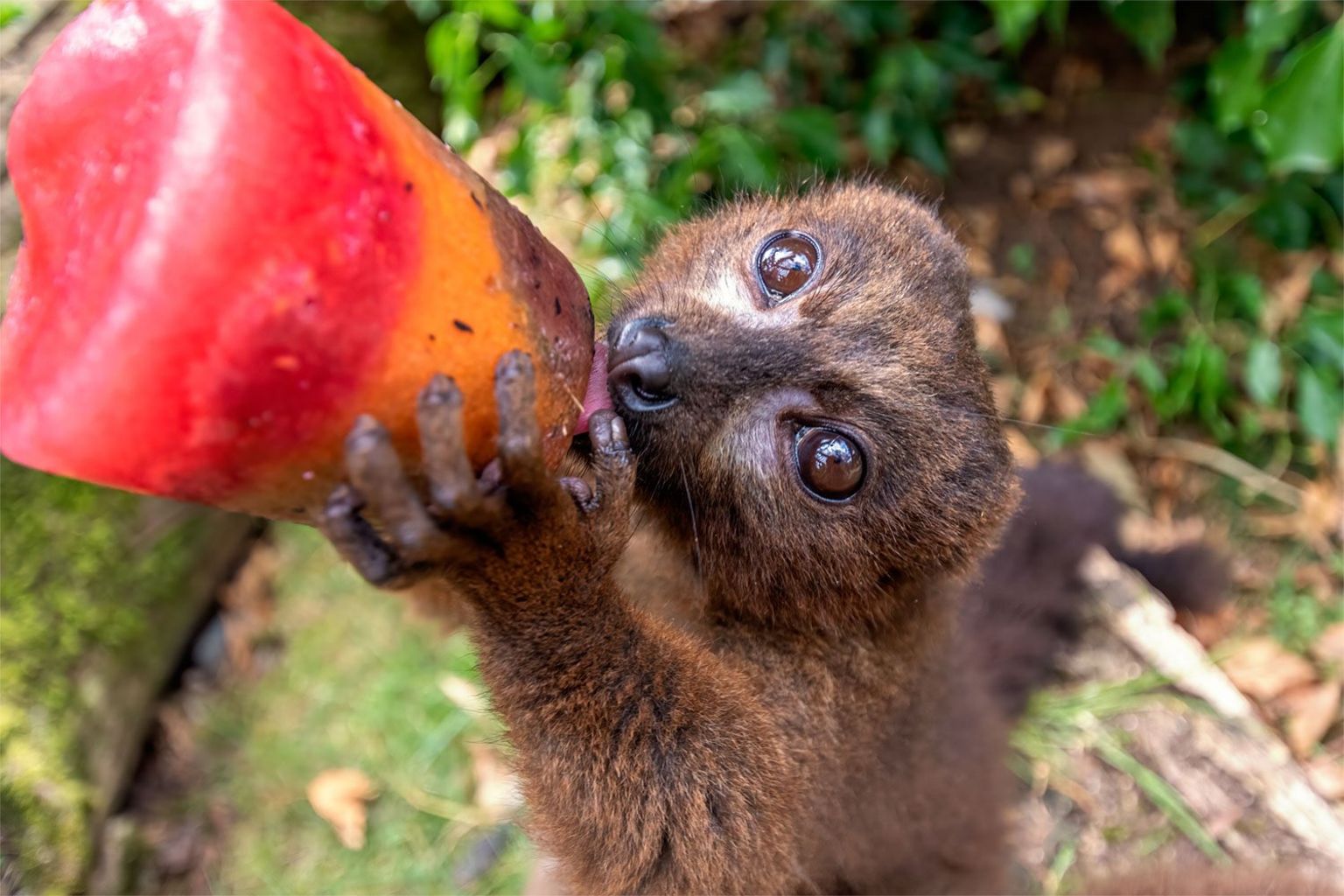 Lemur eating ice lolly