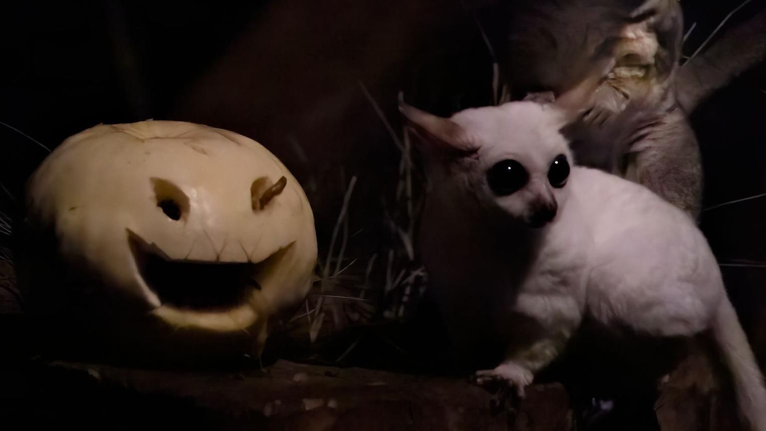 Ghost the bush baby with a white carved pumpkin
