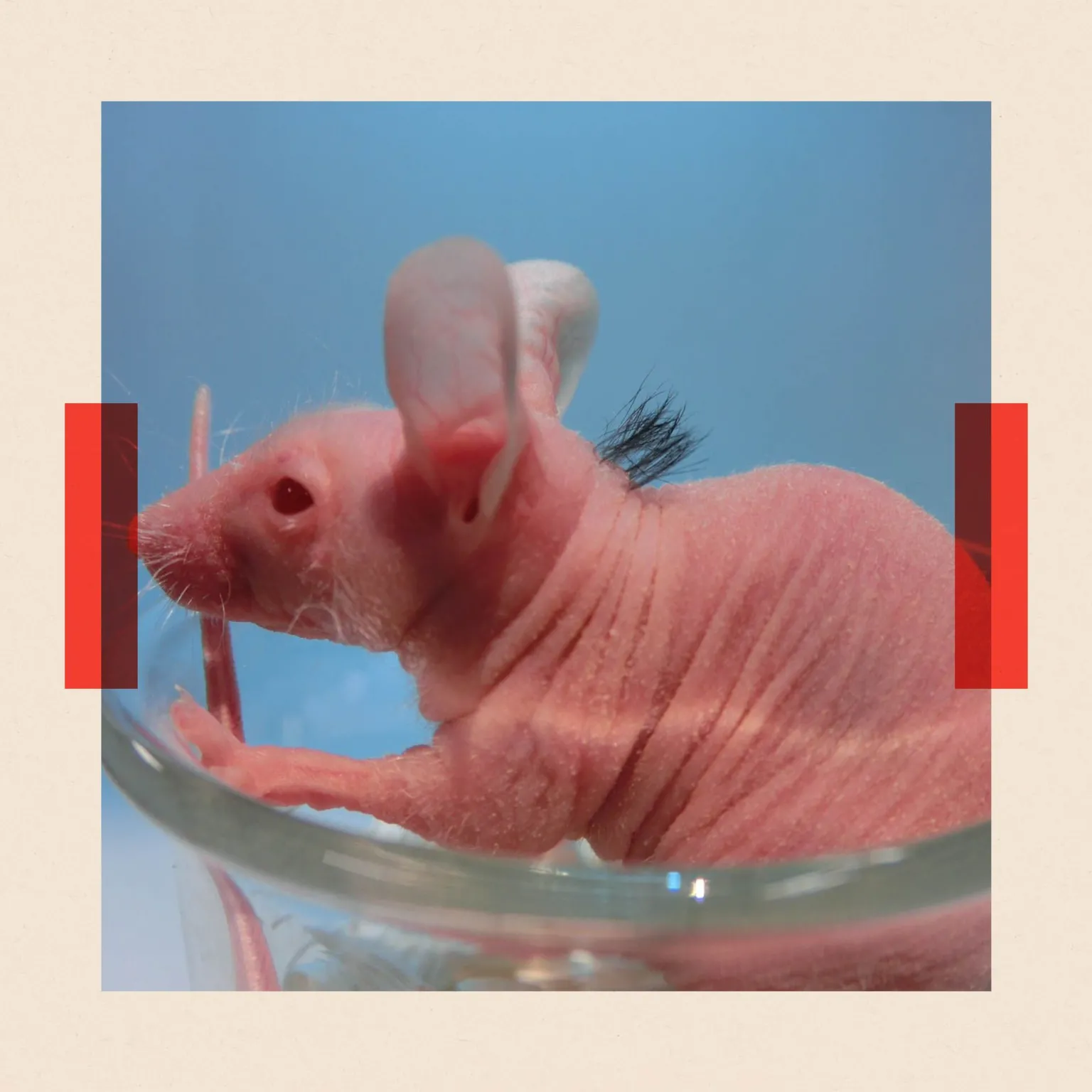 Takashi Tsuji A close-up of a hairless pink mouse sitting in a glass dish