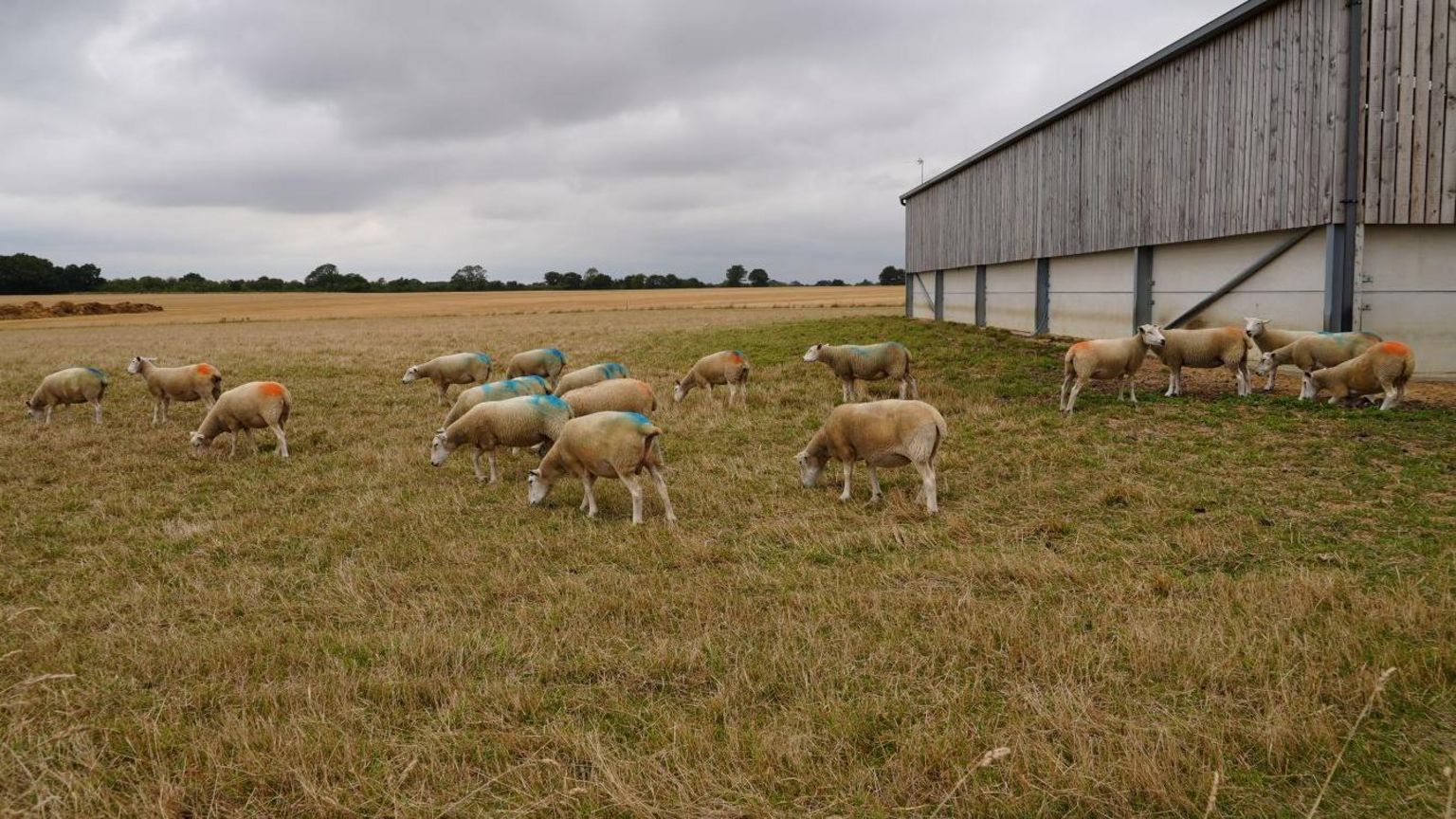 About 20 sheep in a field, some stood next to a barn. They have been sprayed with light blue and orange. 