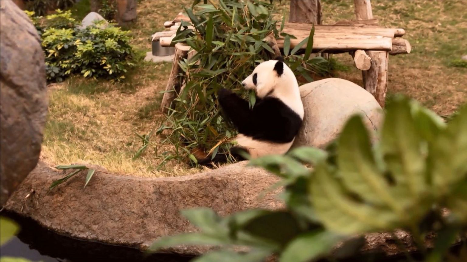 Ying Ying to give birth to Hong Kong's first panda cub BBC News
