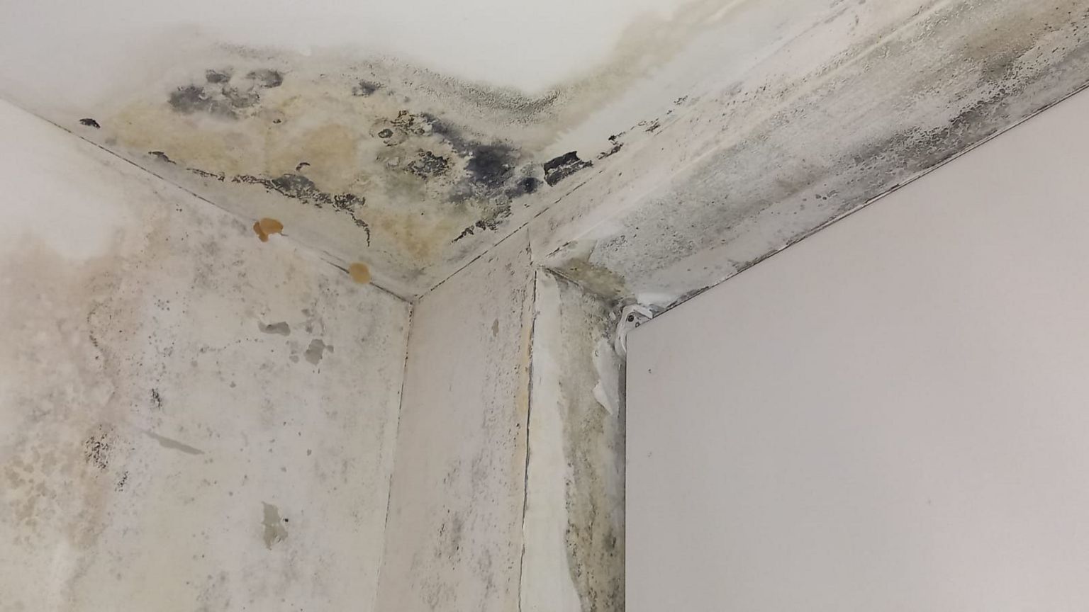Mould on white walls 