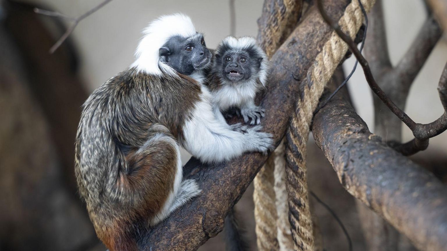 tamarin monkey and baby sitting on branch