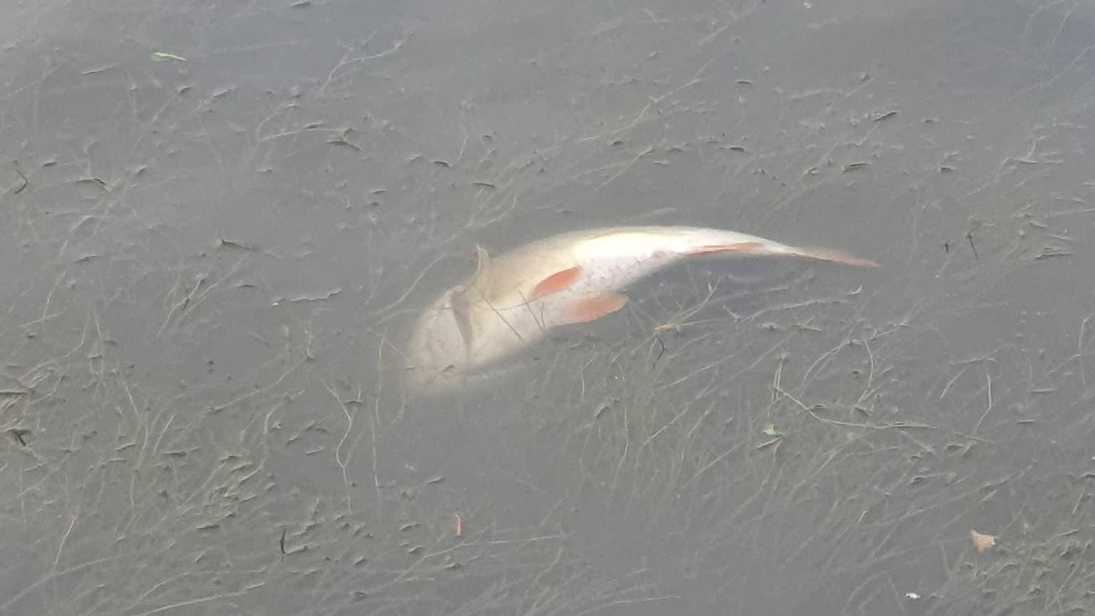 Dead fish in river 