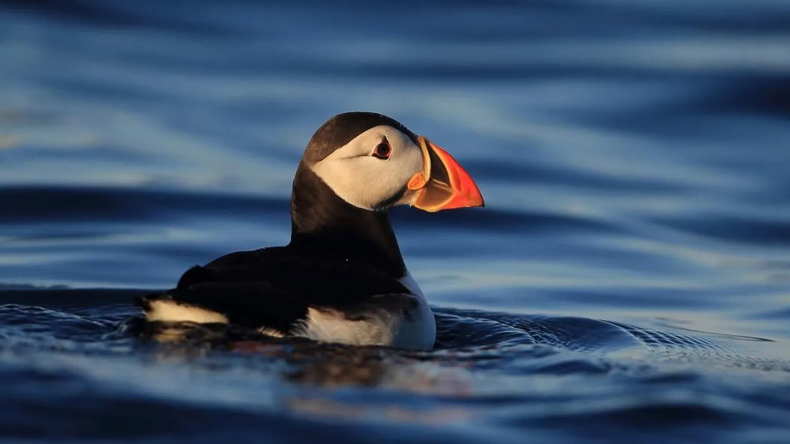 Puffins return and are breeding on tiny UK island after 25 years gone