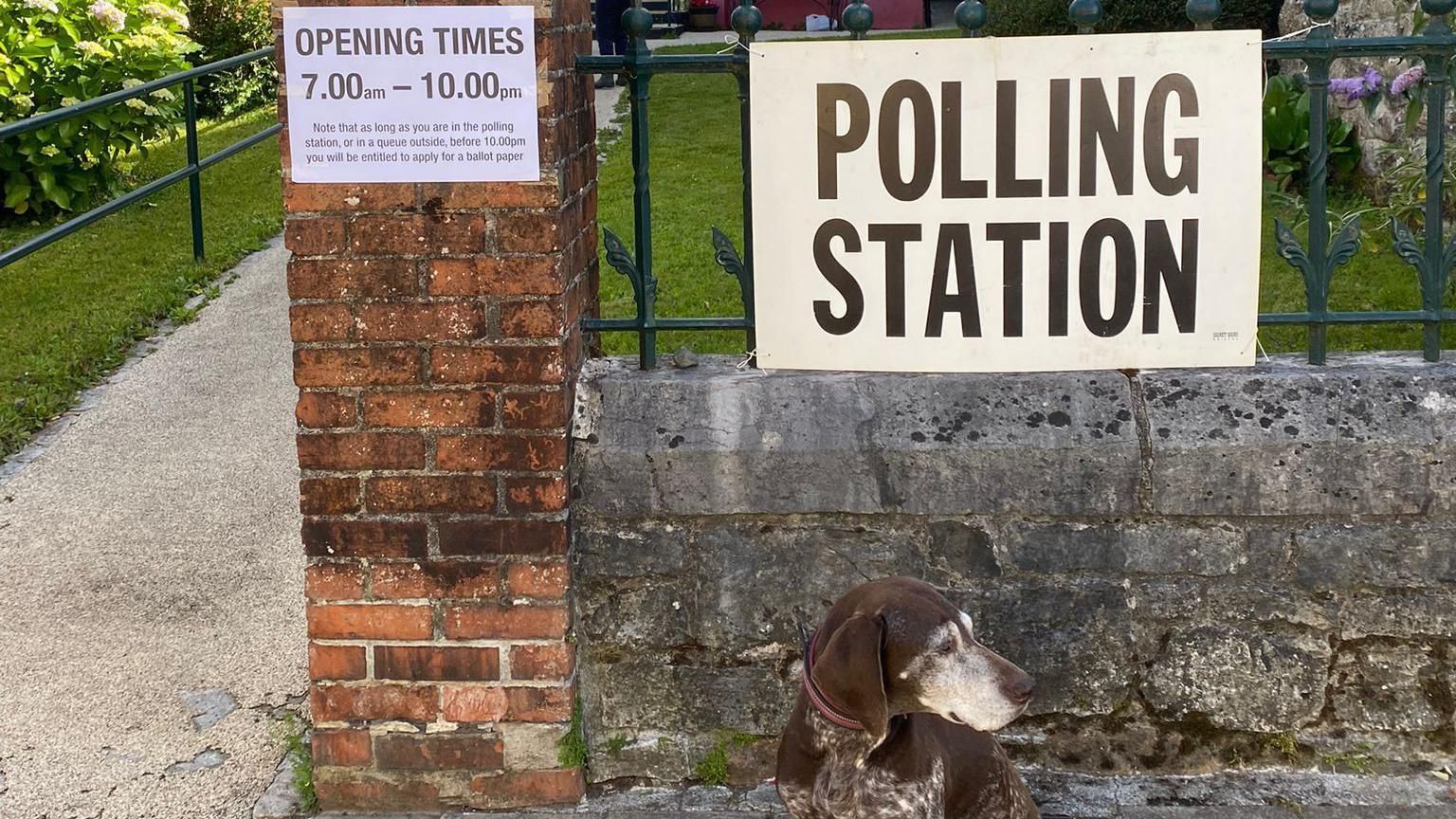 Dog at Devon polling station