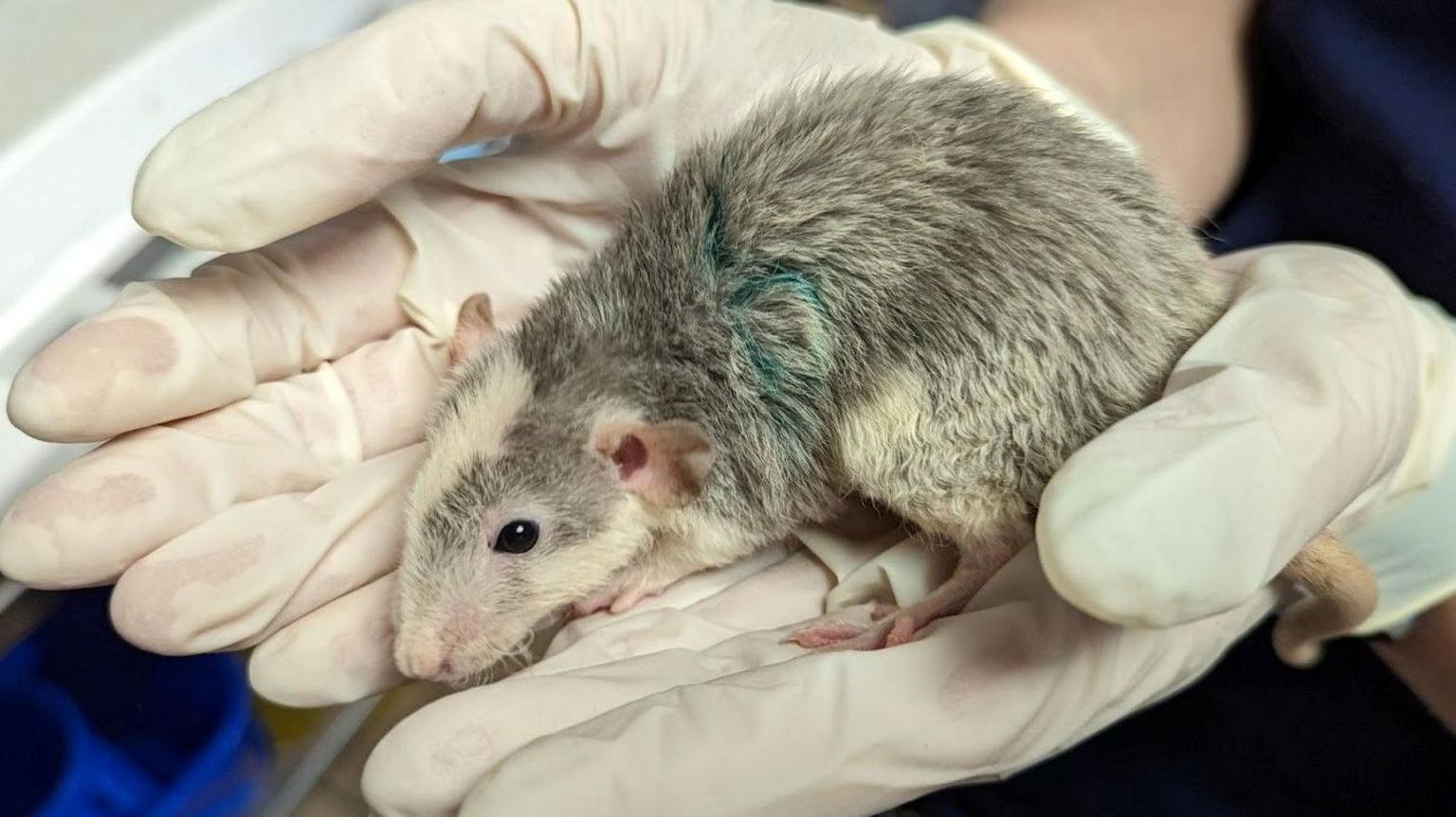 A rat sitting in the vet's hands 