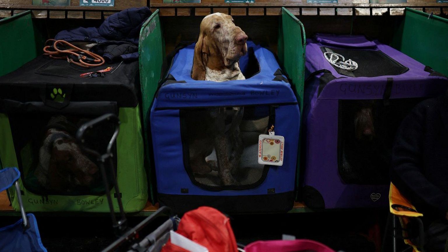 A Bracco Italiano dog pokes its head out of its box on the second day