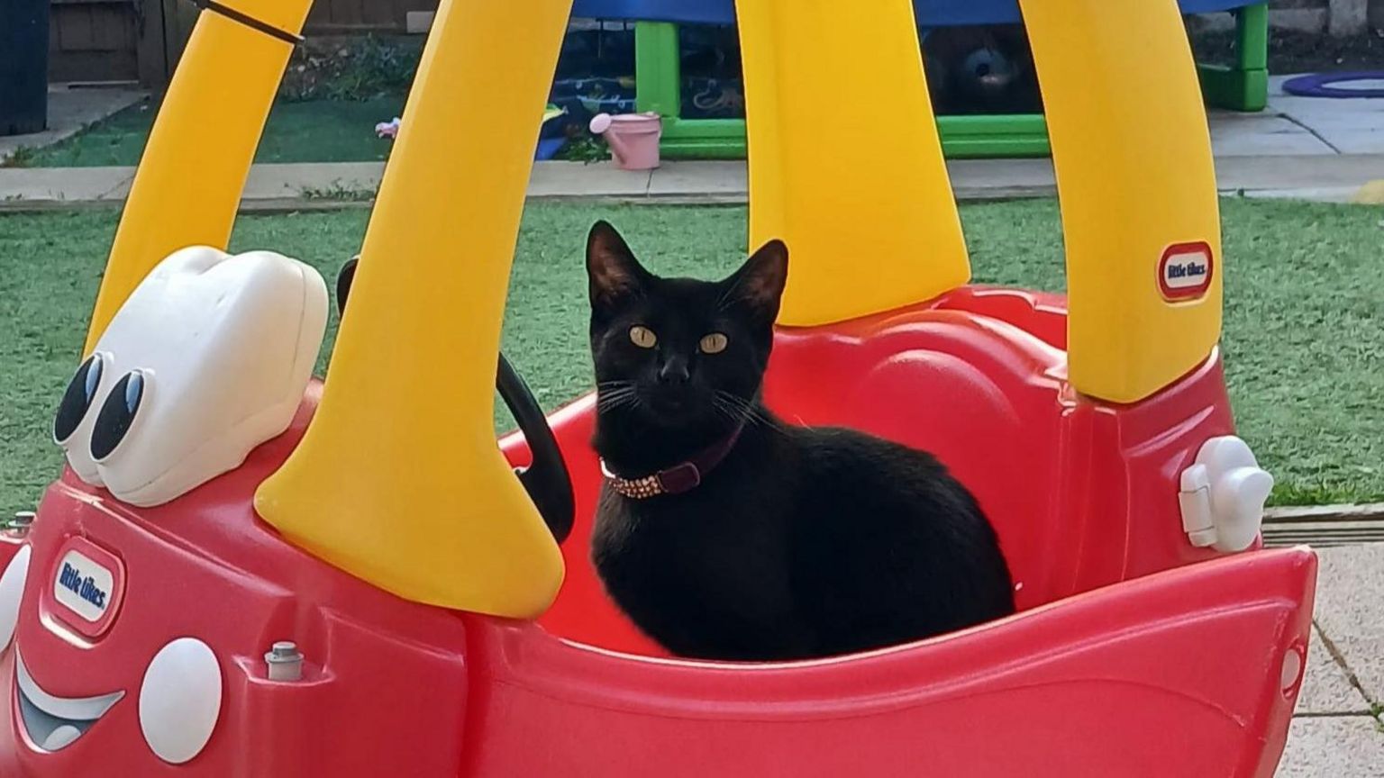 Abby the black cat in a toy car