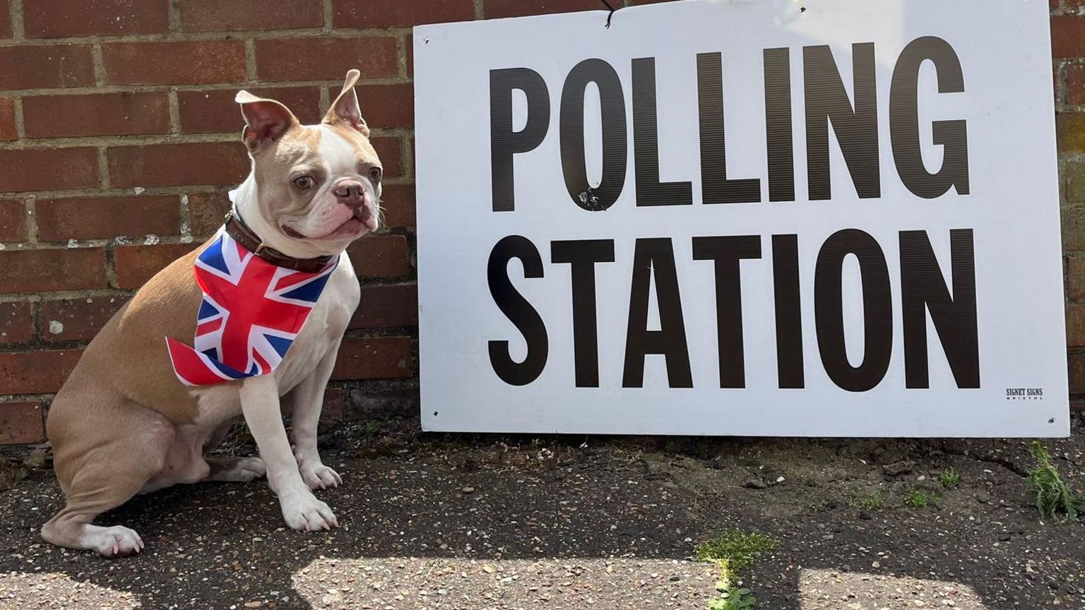A boston terrier dressed in a union flag collar sits next to a polling day sign.