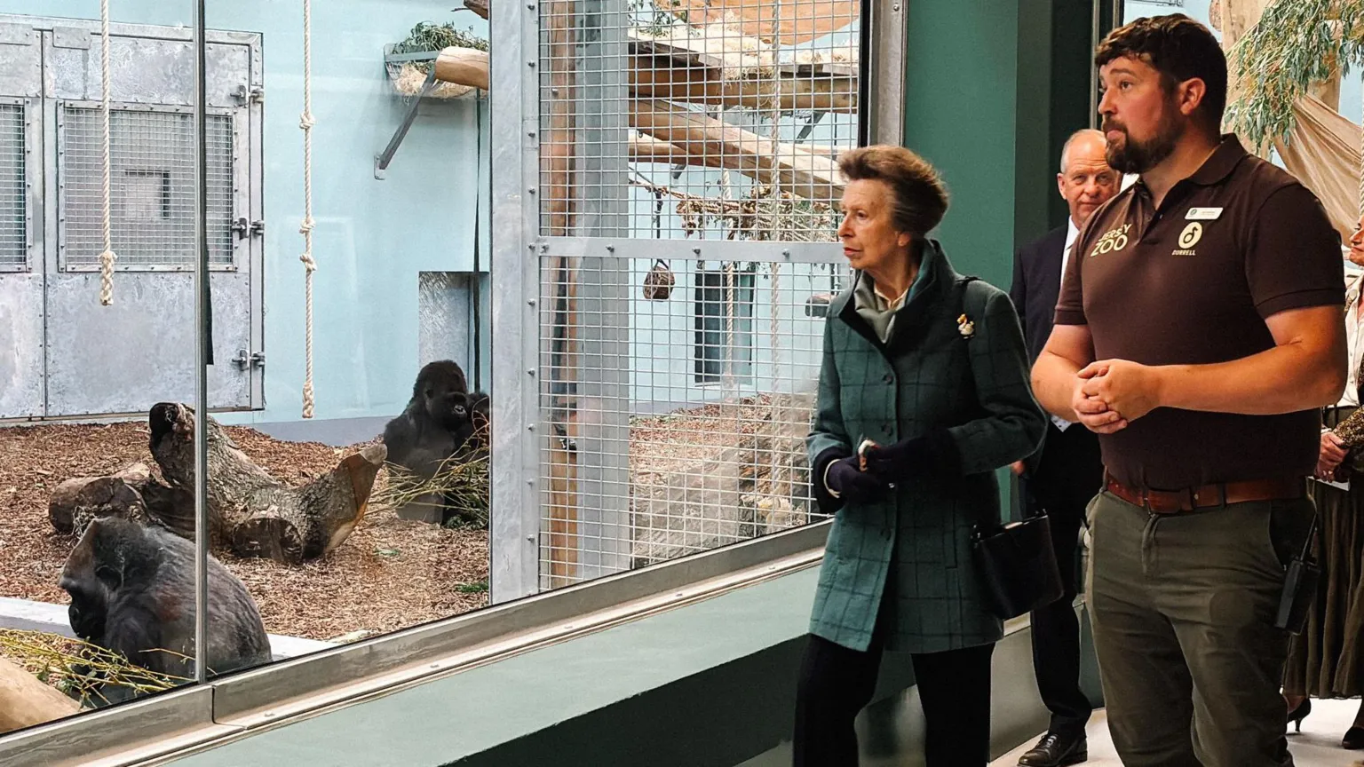 Jersey Zoo's £8m Gorilla Enclosure Opens, Hailed as World-Class — image 6