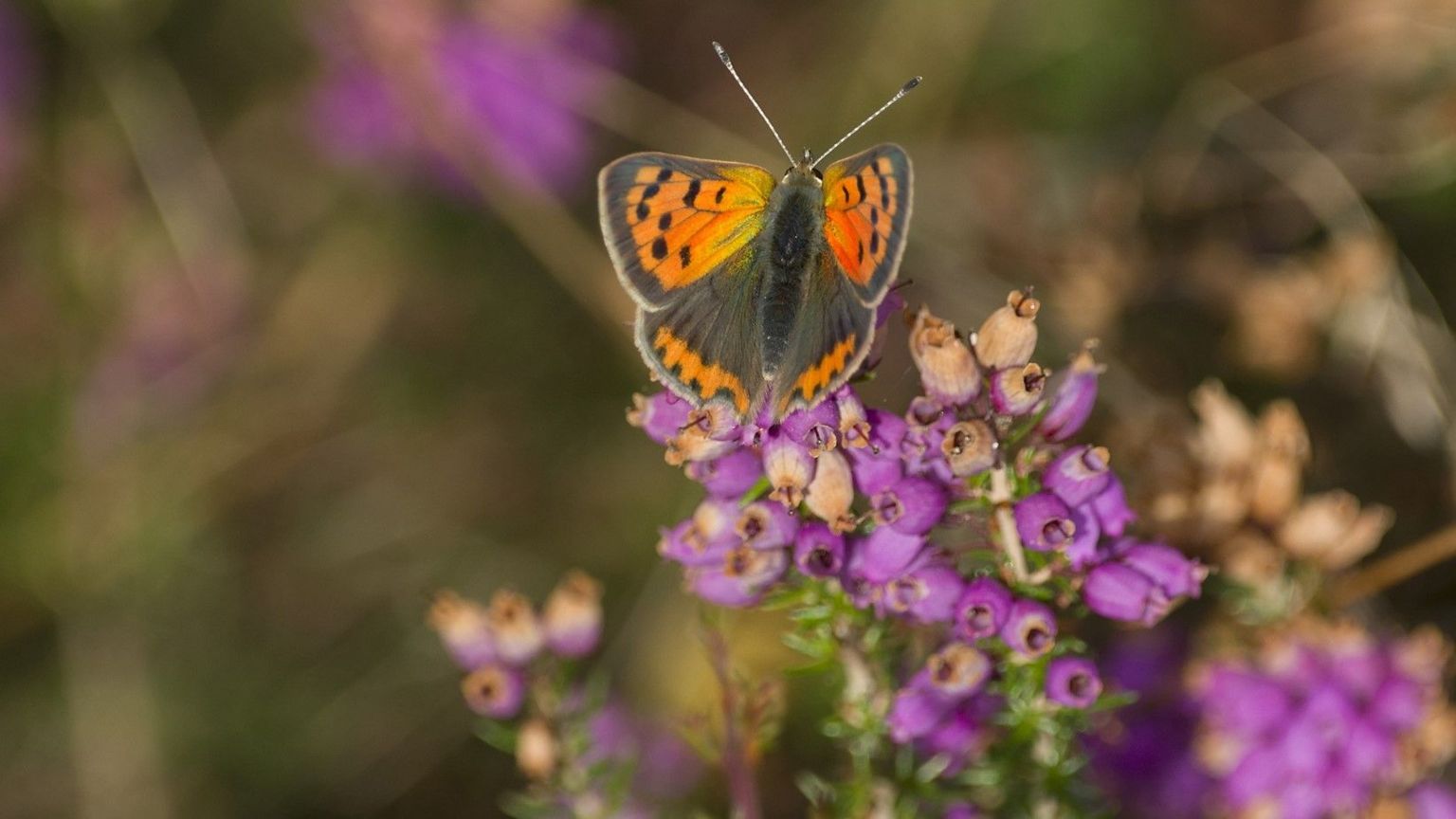 Small copper butterfly resting on heather